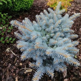 Sapin bleu, épicéa bleu du Colorado, Picea pungens glauca